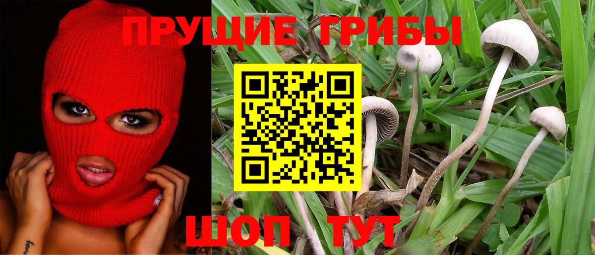 Псилоцибиновые грибы мицелий Медногорск